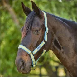 2023 Weatherbeeta Comfitec Essential Standard Neck Lite Turnout With FREE Headcollar - Seahorse Print 11 2023 Weatherbeeta Comfitec Essential Standard Neck Lite Turnout With FREE Headcollar - Seahorse Print -Weatherbeeta Shop 6125 202320Weatherbeeta20Comfitec20Essential20Standard20Neck20Lite20Coordinate20Headcollar20100042031002094020 20Seahorse20Print20Light20Blue20Headcollar20Close20Up201.700x700